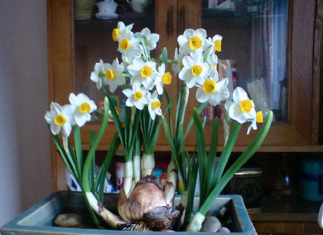 水仙花盆种植方法图解,水仙开完花怎么养种球