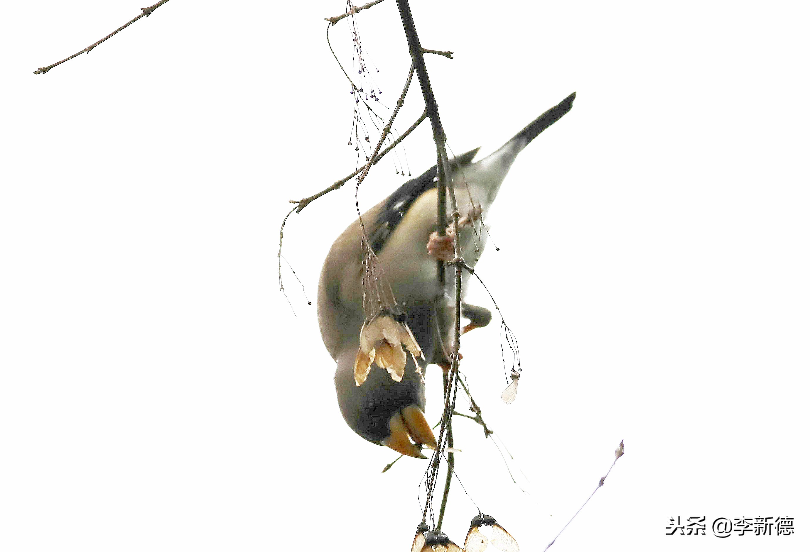 合肥望江西路蜀峰湾,合肥蜀峰湾有什么鸟
