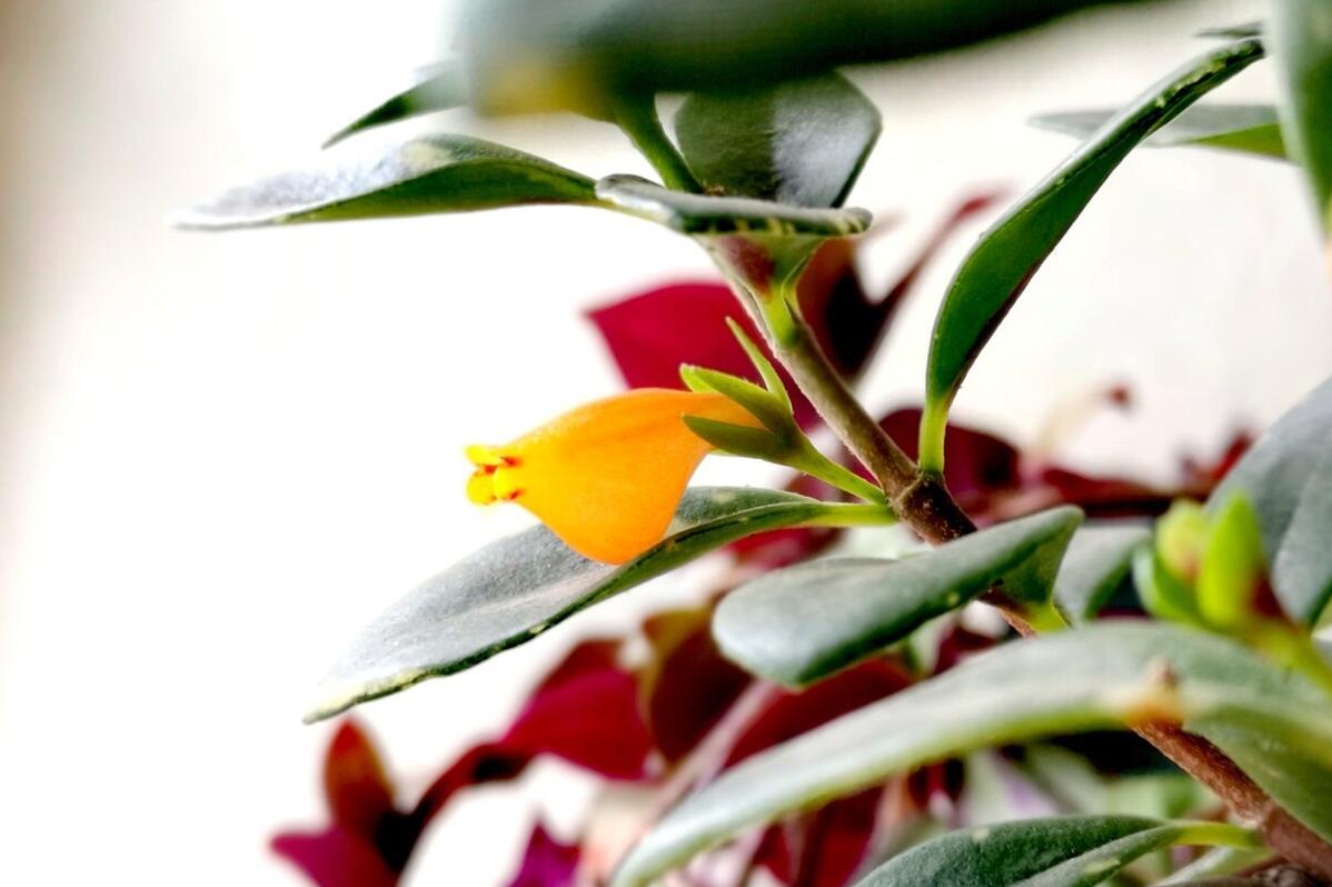 很旺盛的金鱼吊兰怎么不开花呢,水培金鱼吊兰为啥光长叶子不开花