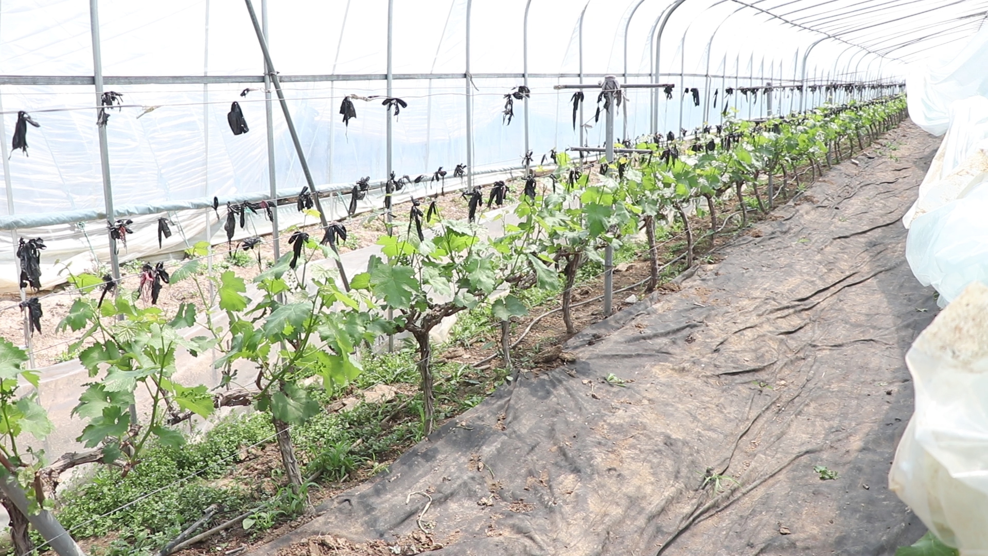 葡萄起垄栽培还是平地栽培,五大种植技巧