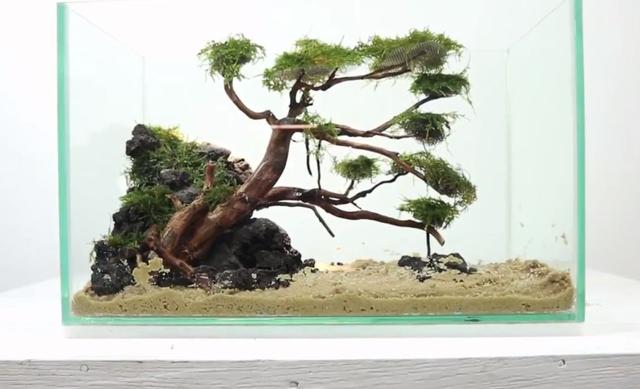 莫斯树到底好不好,莫斯树是什么