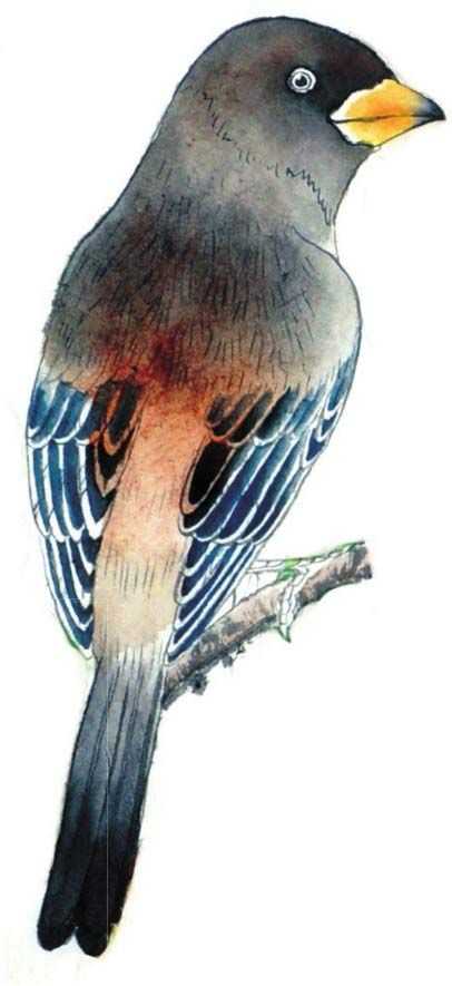 工笔画蜡嘴鸟的染色步骤,工笔画入门教程步骤图勾线