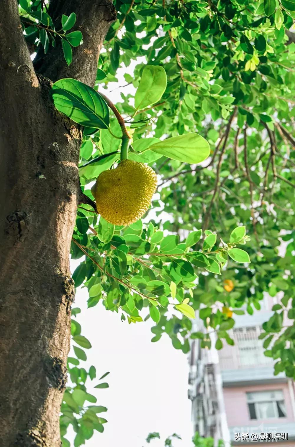 深圳益田村地址,行走深圳系列罗湖