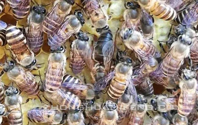 湖北地区中蜂怎样春繁,四川德阳养蜂