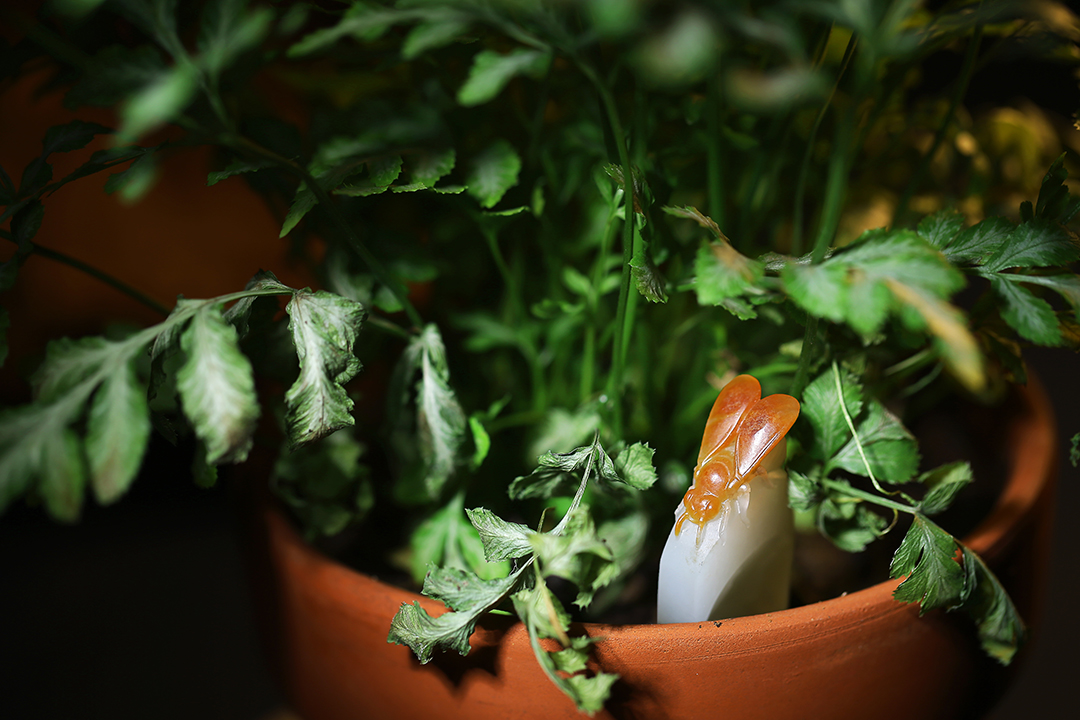 孤品和田玉雕,和田玉雕刻小蜜蜂