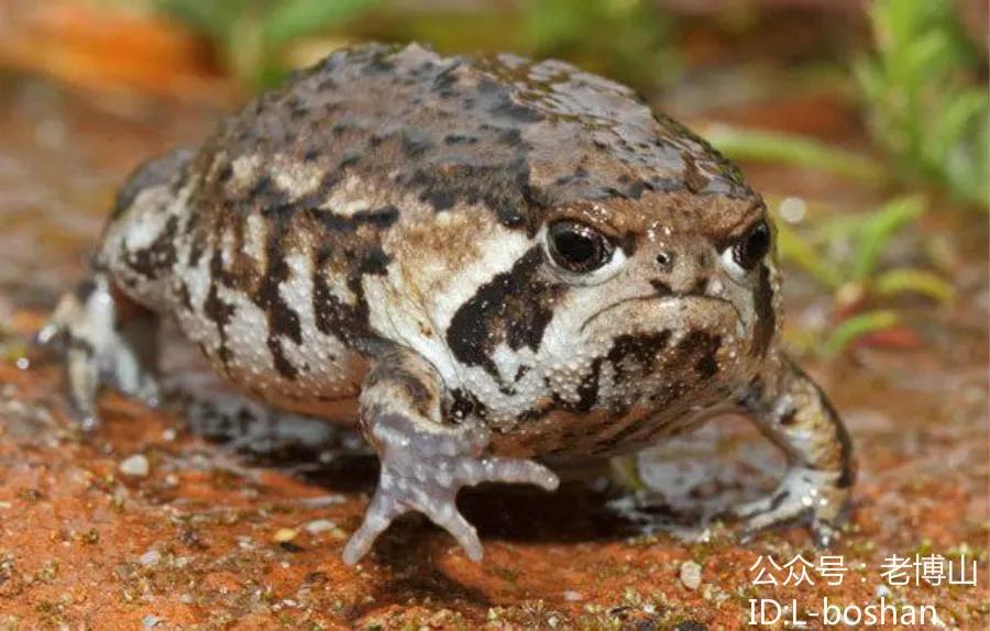 秋风起乌桕红,秋风起刘禹锡