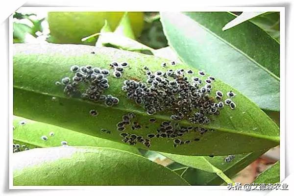 柑橘病虫害识别软件,天天学农柑橘病虫害