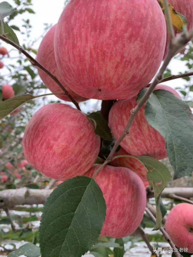 苹果苦痘病防治及施肥方法,有苦痘病苹果还能吃吗
