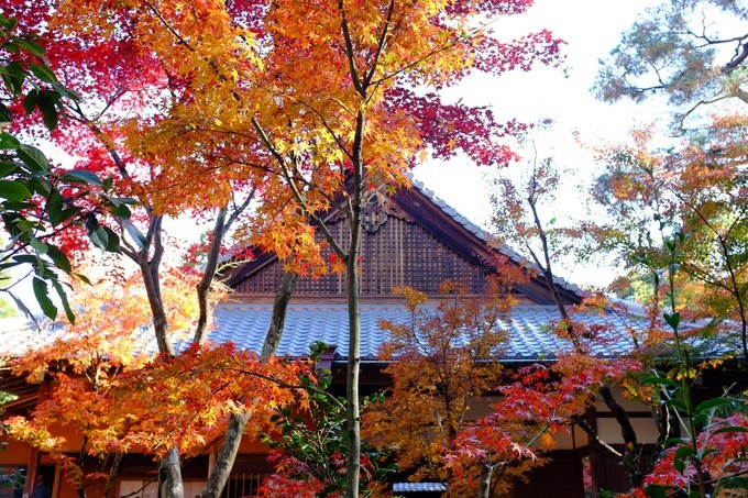 京都赏枫2022,京都赏枫必去景点有哪些好玩的