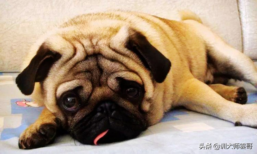 比较适合在家养的小型犬京巴狗,小型犬比较温顺好养是什么品种