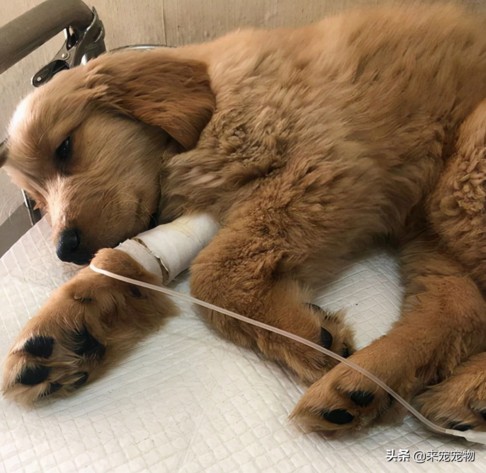 养狗狗可能会感染哪些病菌,养宠物容易得什么细菌感染的