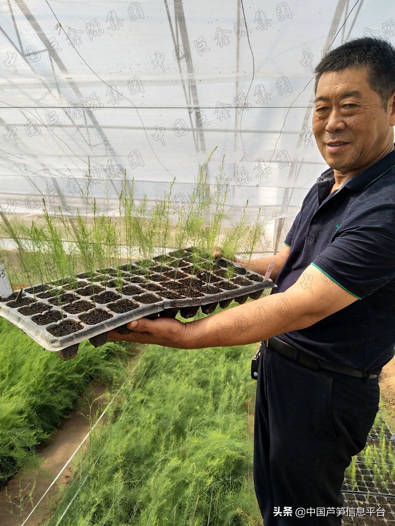 芦笋种植后几年都可以不移栽吗,芦笋怎么种植最好不在棚里种