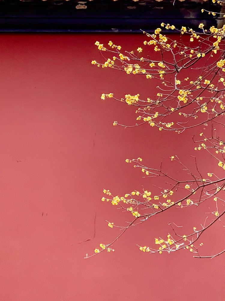 不惧严寒,不惧严寒静待春暖花开