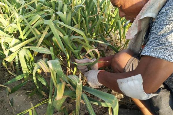 农村什么工作一个月能赚6000块,农村一年赚20万的工作