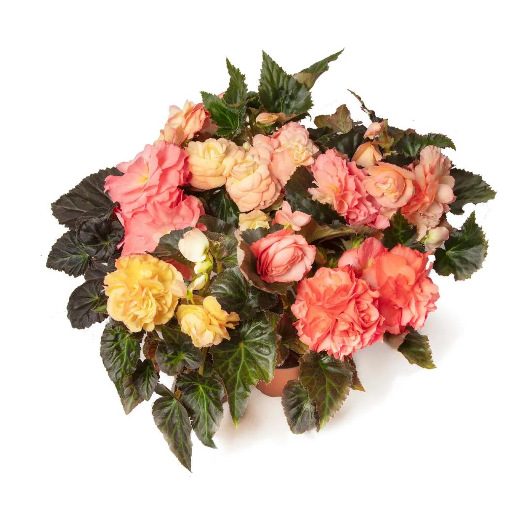 这43个来自世界各地的新品种，快来看看有没有你的菜