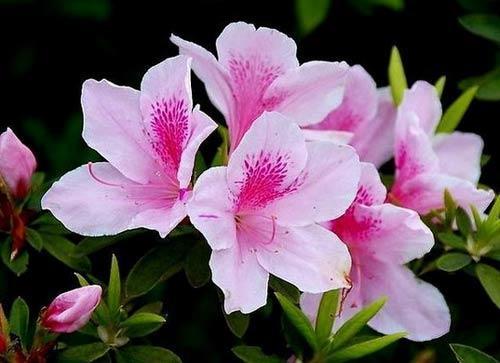 杜鹃花太干了,杜鹃花有点蔫