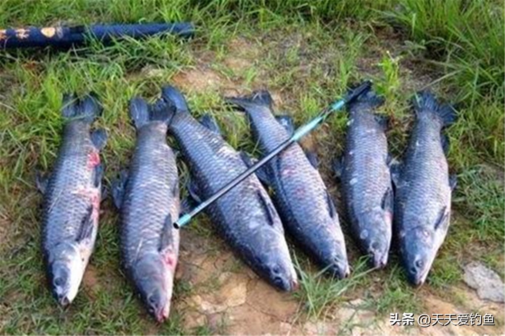 夏季钓鱼避免小杂鱼闹钩小窍门,垂钓过程中怎样避免小鱼闹钩