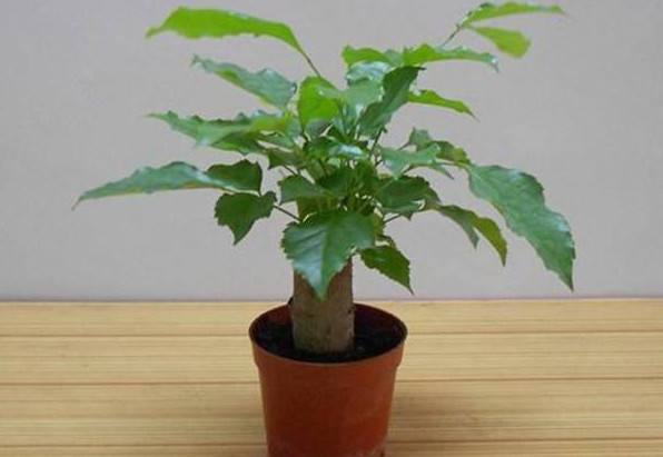 什么绿植去甲醛效果最好,什么绿植去除甲醛效果最好不怕晒