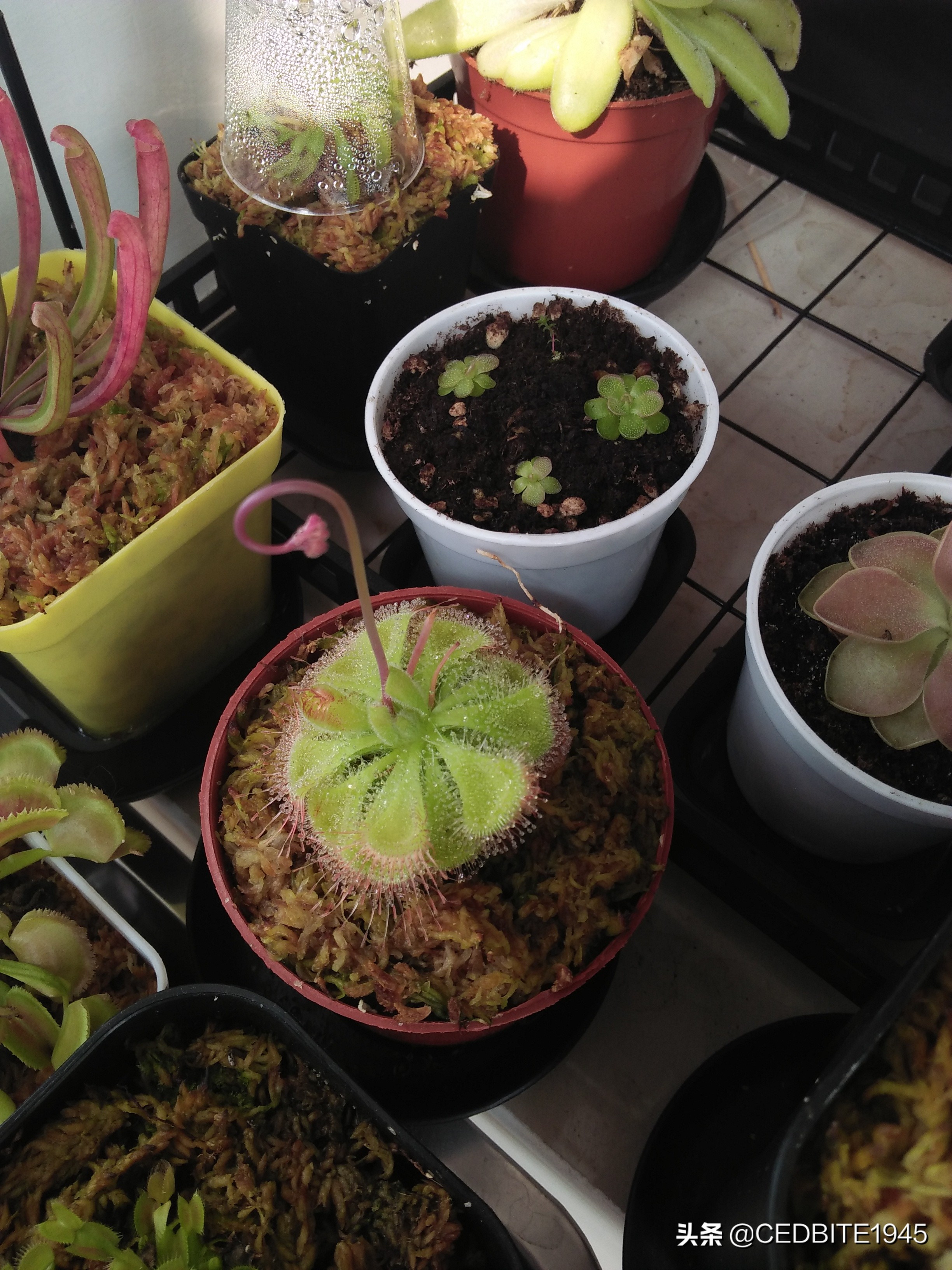 捕虫效率最高的食虫植物——茅膏菜种植攻略