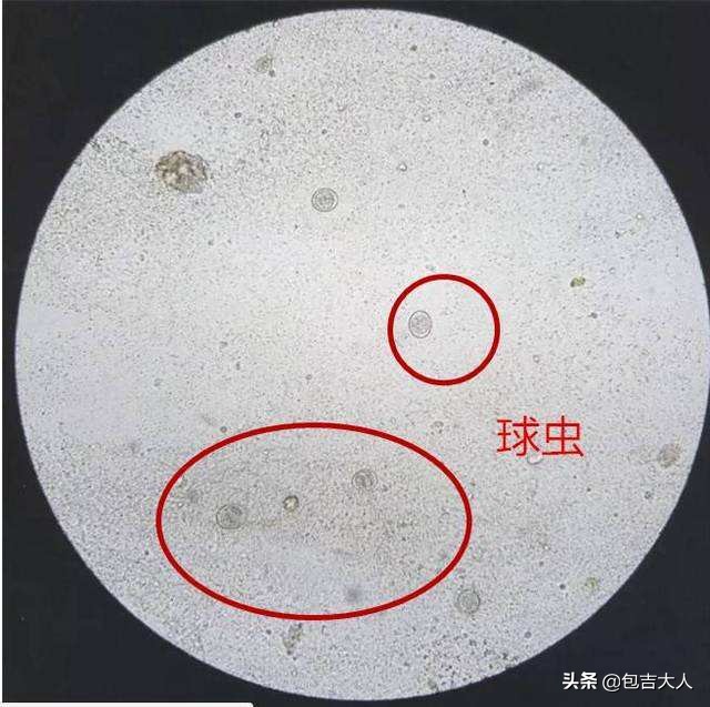 养猫经验杂谈论文摘要大全,养猫经验大分享
