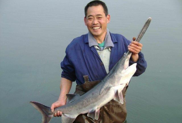 鸭嘴鱼在中国到底有没有,鸭嘴鱼入侵物种