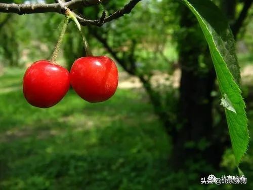 放歌京华丨门头沟、石景山的戳进来听