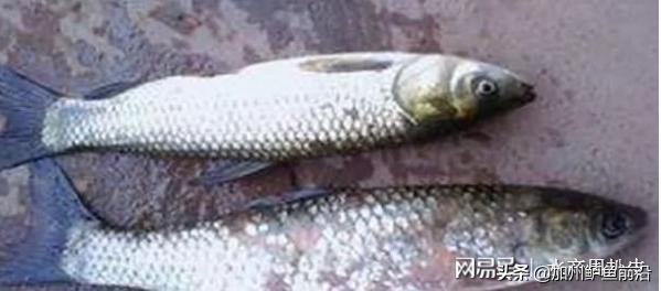 草鱼得了赤皮病怎么办,草鱼赤皮病用石灰可行吗