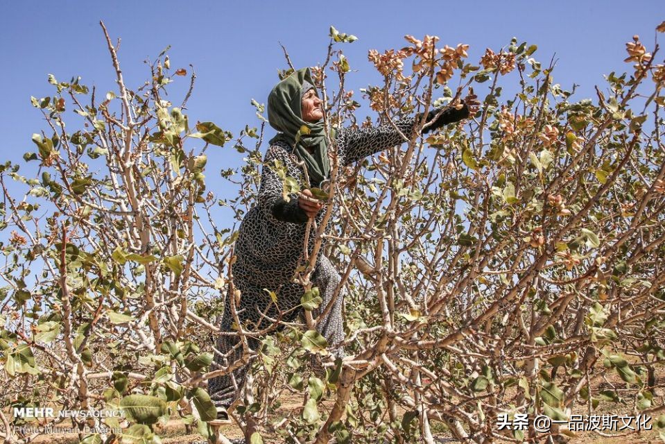 伊朗开心果脆,伊朗特产水果干果