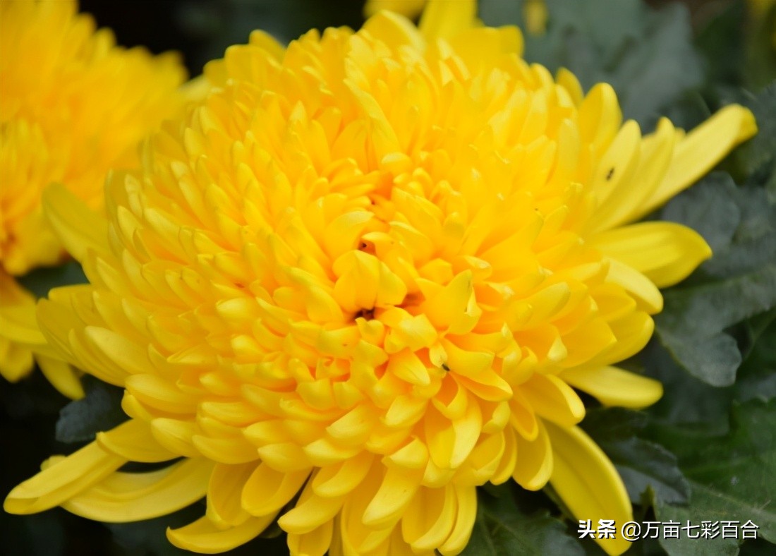 每个城市都有自己独特的市花,每个城市的市花是什么花和由来