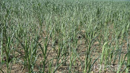 玉米花生种植高产技术,玉米高产高效种植技术