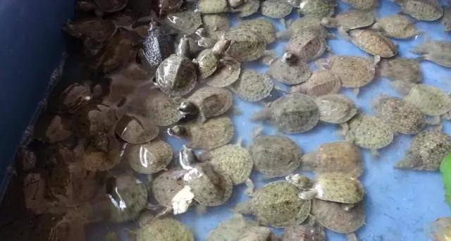 在家饲养小甲鱼的正确方法,家庭鱼池如何养小甲鱼