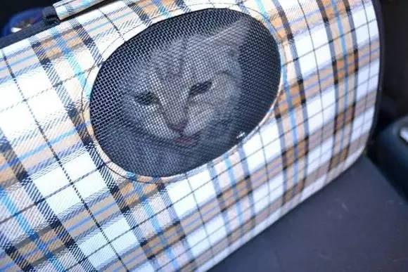 带猫小技巧,带猫都怎么出行