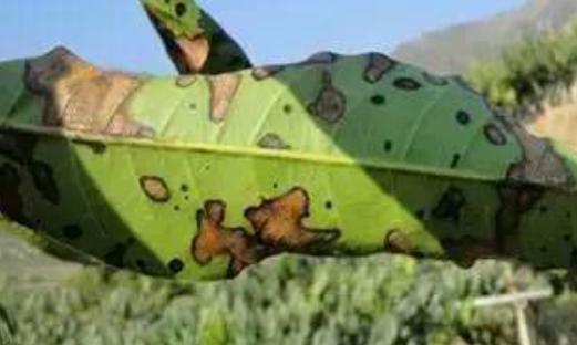 芒果幼果期出新梢怎么办,芒果挂果外皮有黑斑是什么原因