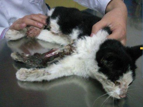 猫咪爪子被烫了怎么办,猫咪爪子被割伤怎么处理