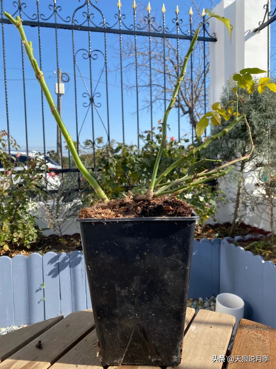 天狼说月季不长根,天狼说月季老苗修剪