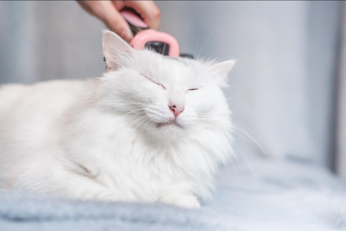 猫咪发情怎么办,母猫发了情一般持续几天