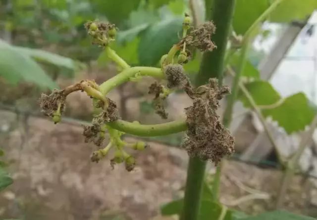 夏黑葡萄常见病害及防治,葡萄开花前常见的病害