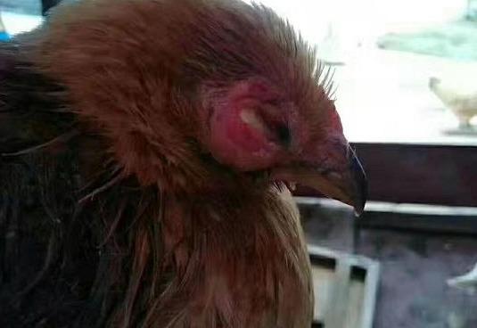 鸡脸肿眼瞎是什么病怎么治,大鸡肿脸肿眼是什么病