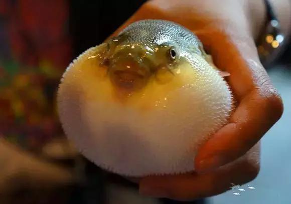 渔民海鲜大全,渔民整理的海鲜河鲜大全