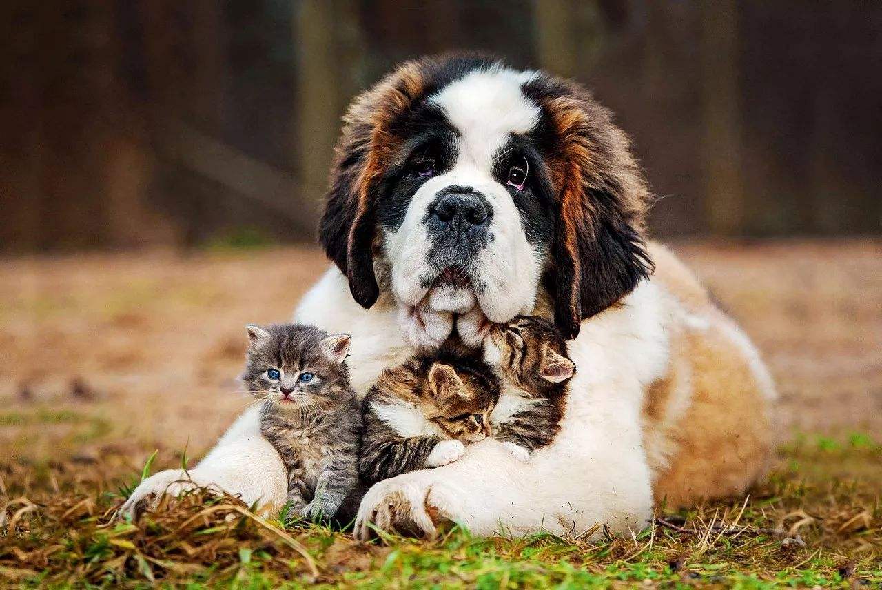 世界上最大的10种狗排名,八种世界上体型最大的狗