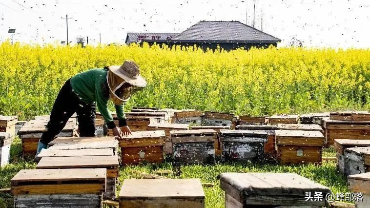 土蜂蜜100元一斤没人买,中华蜂土蜂蜜100%纯蜂蜜