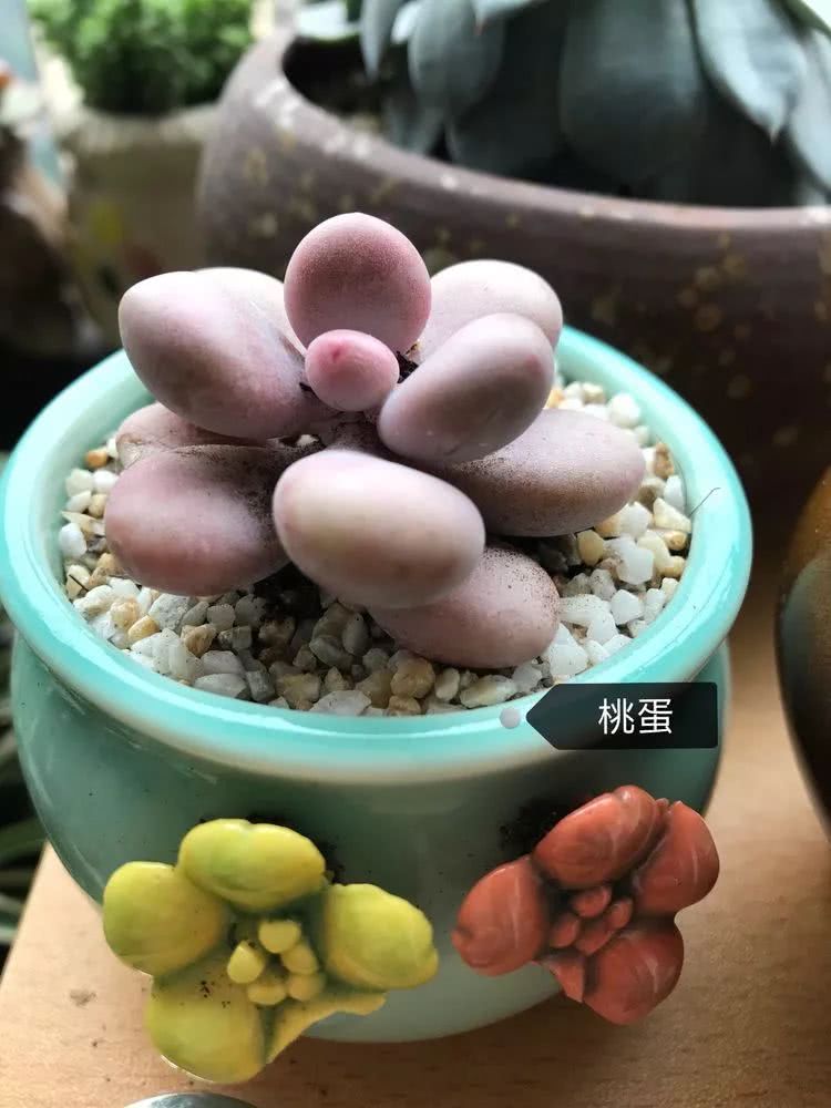 多肉名字怎么记,多肉的品种图片及名字寓意