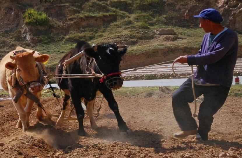 为什么说穷死不耕丈人田,饿死不耕丈人田是什么意思