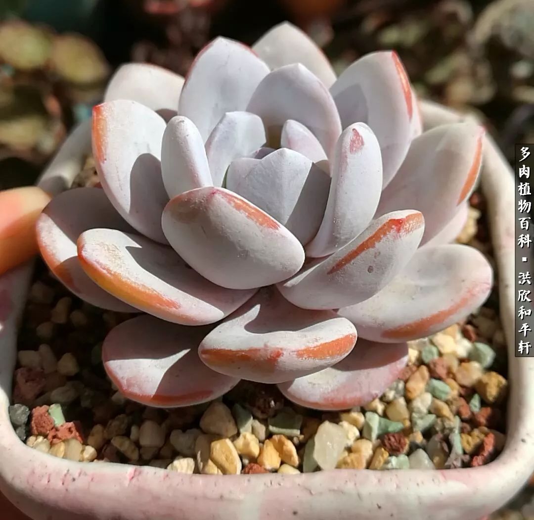 多肉的四季轮回,四季轮回多肉