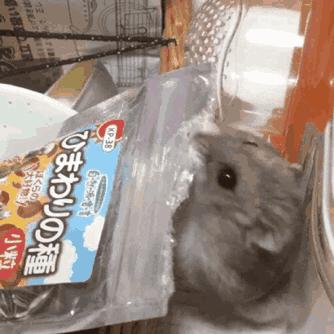 养仓鼠大概两年要花多少钱,养仓鼠要花多少钱需要准备什么