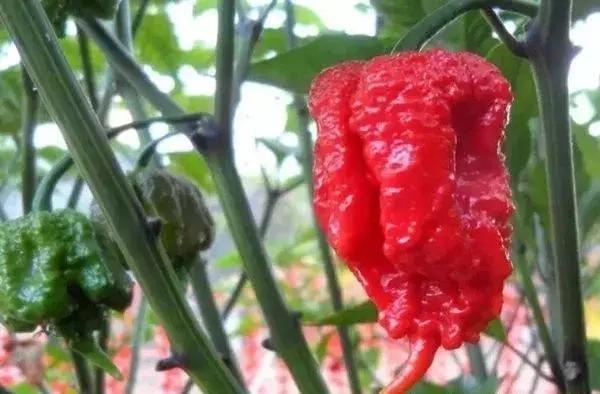 全世界辣椒排行榜前十,世界上十大辣椒排行榜