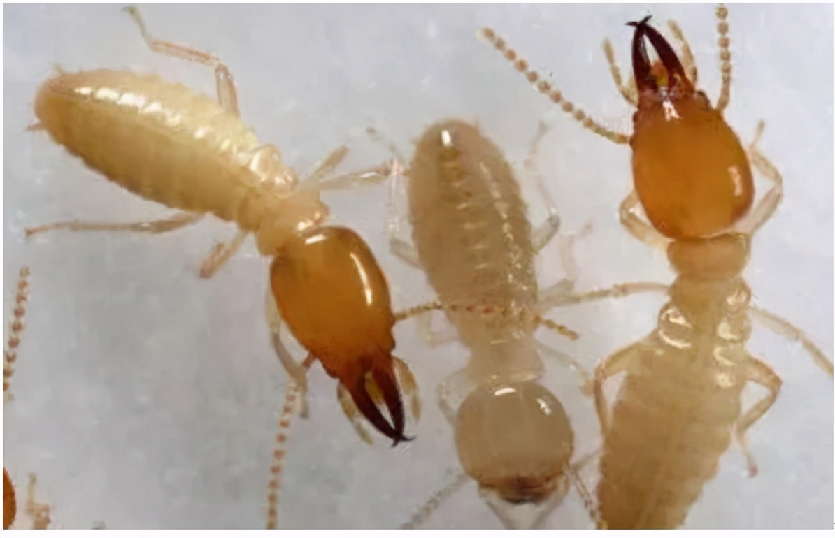 防蝇防鼠防蟑螂措施,如何防鼠防虫害