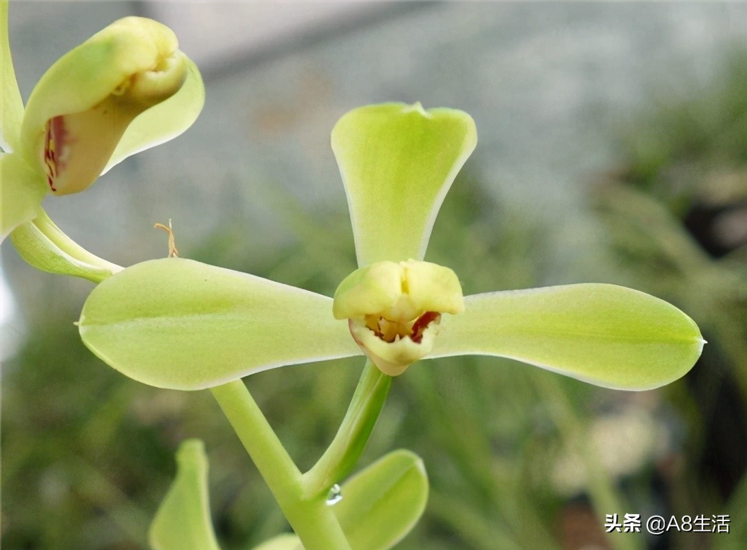 老上海兰花怎么挑选,每日一品中国兰花春兰