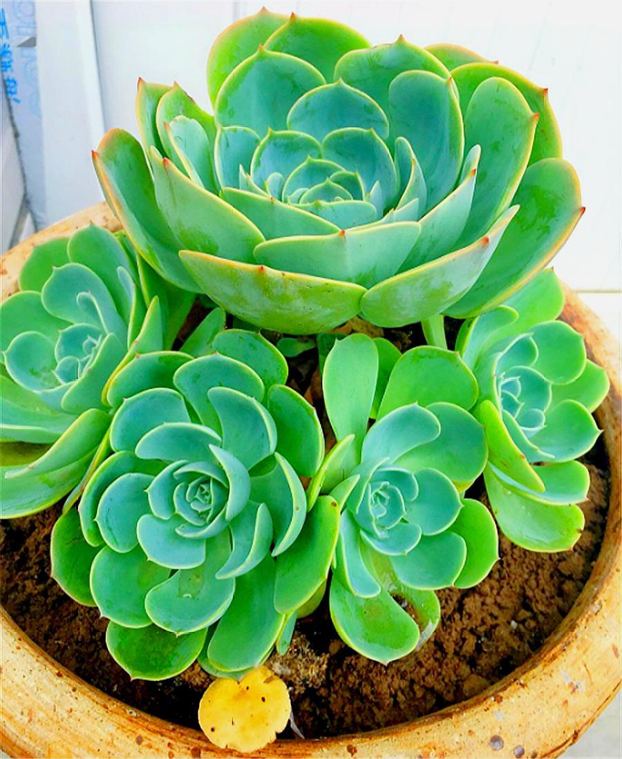 想把玉蝶养成多头老桩，这3点养护经验要知道，告别黑腐长得快