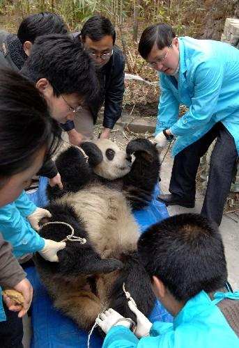 大熊猫是如何进行繁殖保护的,大熊猫没有天敌为什么要保护